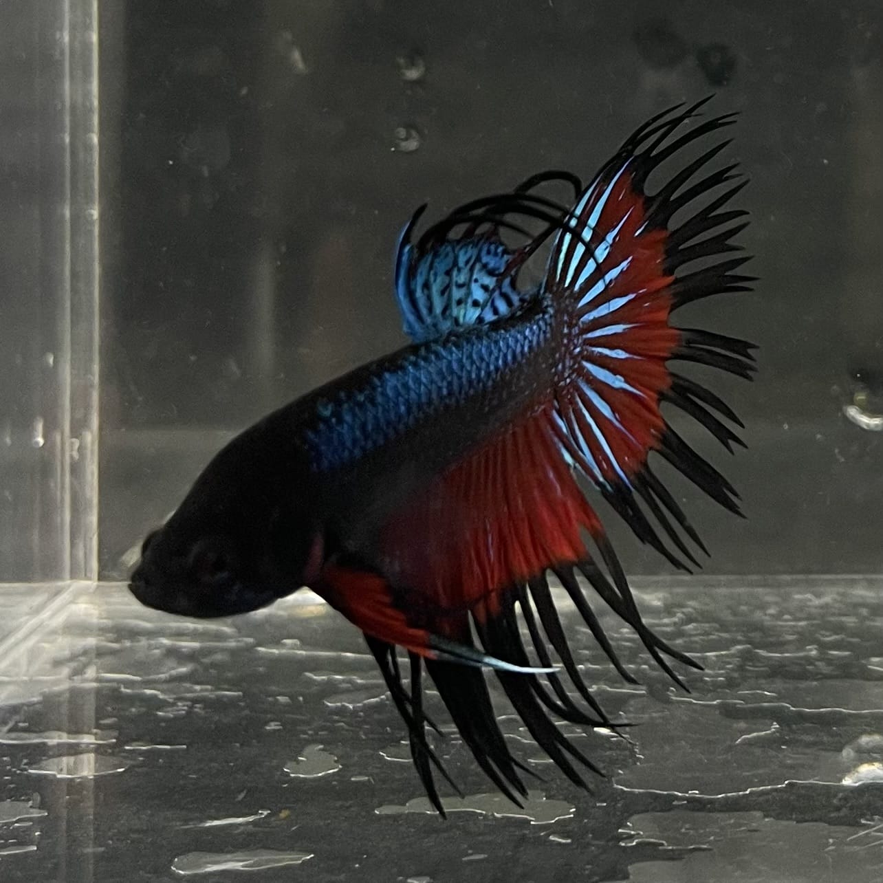 the-fish-farm Male Betta Male Betta - One Only - 13 Choose your favourite Male Betta from The Fish Farm Australia