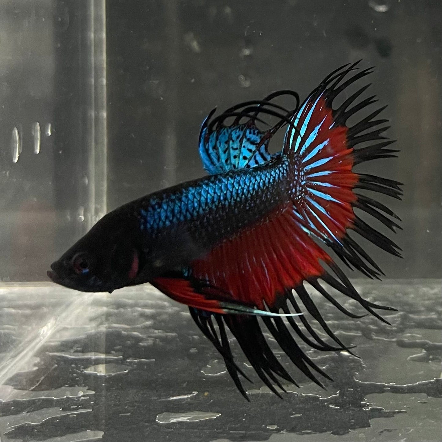 the-fish-farm Male Betta Male Betta - One Only - 13 Choose your favourite Male Betta from The Fish Farm Australia