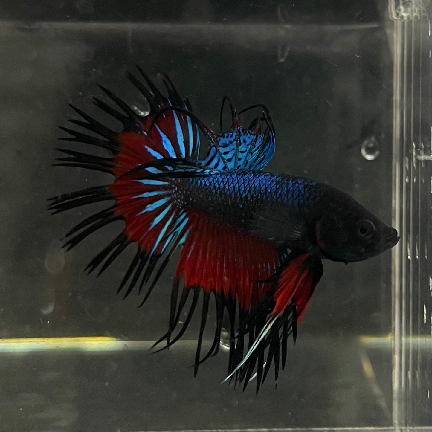 the-fish-farm Male Betta Male Betta - One Only - 13 Choose your favourite Male Betta from The Fish Farm Australia