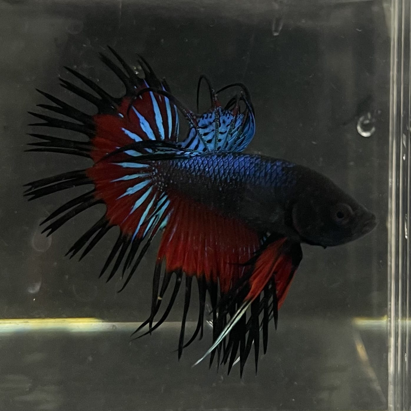 the-fish-farm Male Betta Male Betta - One Only - 13 Choose your favourite Male Betta from The Fish Farm Australia