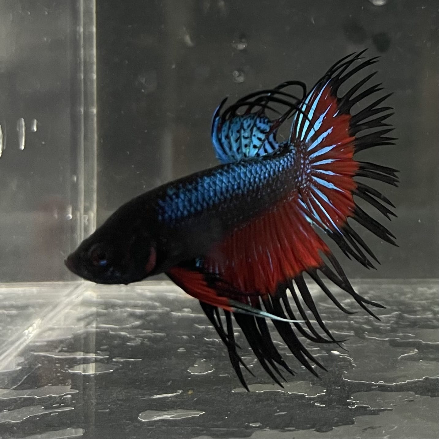 the-fish-farm Male Betta Male Betta - One Only - 13 Choose your favourite Male Betta from The Fish Farm Australia