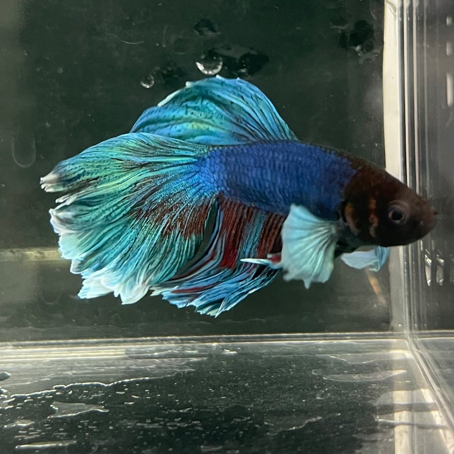 the-fish-farm Male Betta Male Betta - One Only - 13 Choose your favourite Male Betta from The Fish Farm Australia