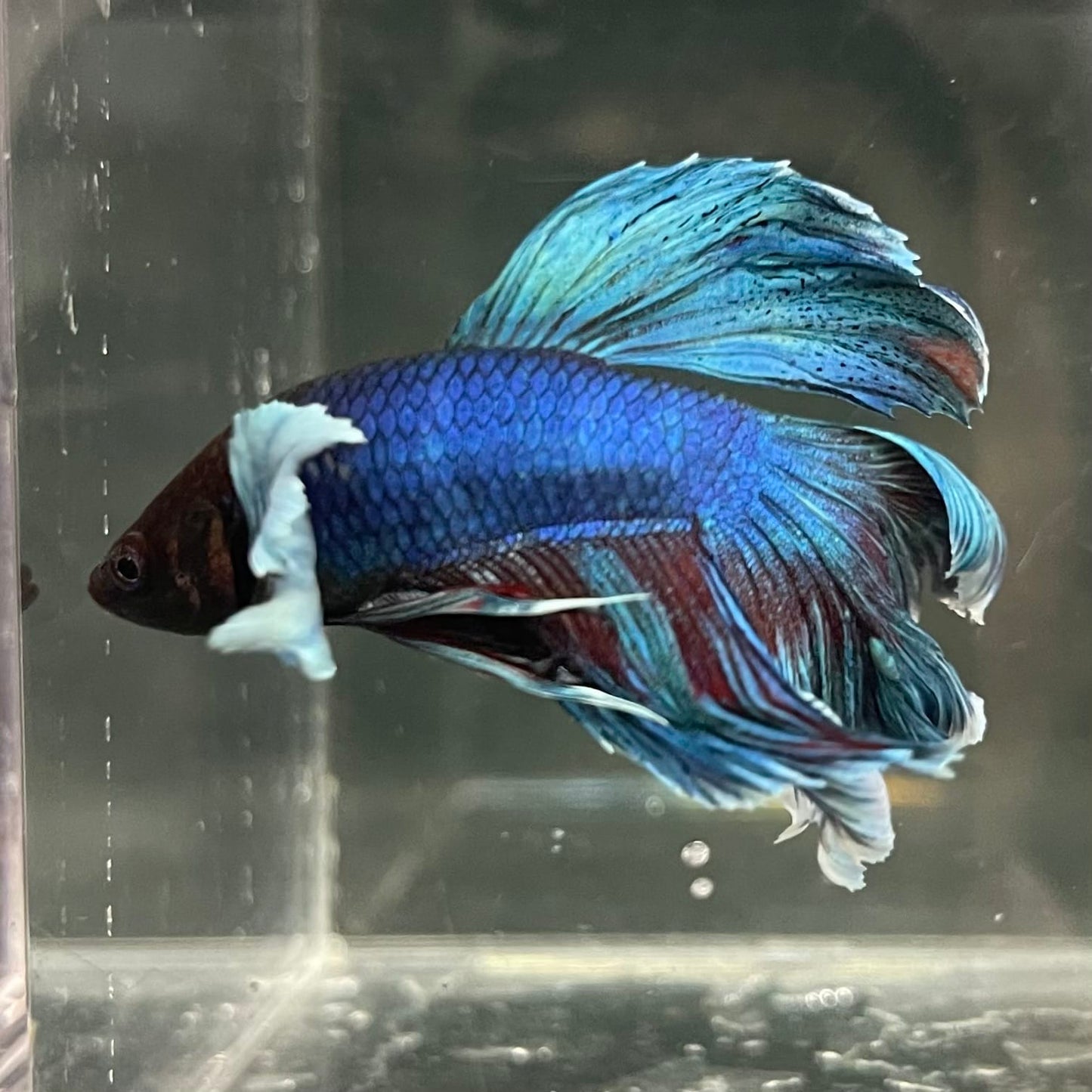 the-fish-farm Male Betta Male Betta - One Only - 13 Choose your favourite Male Betta from The Fish Farm Australia