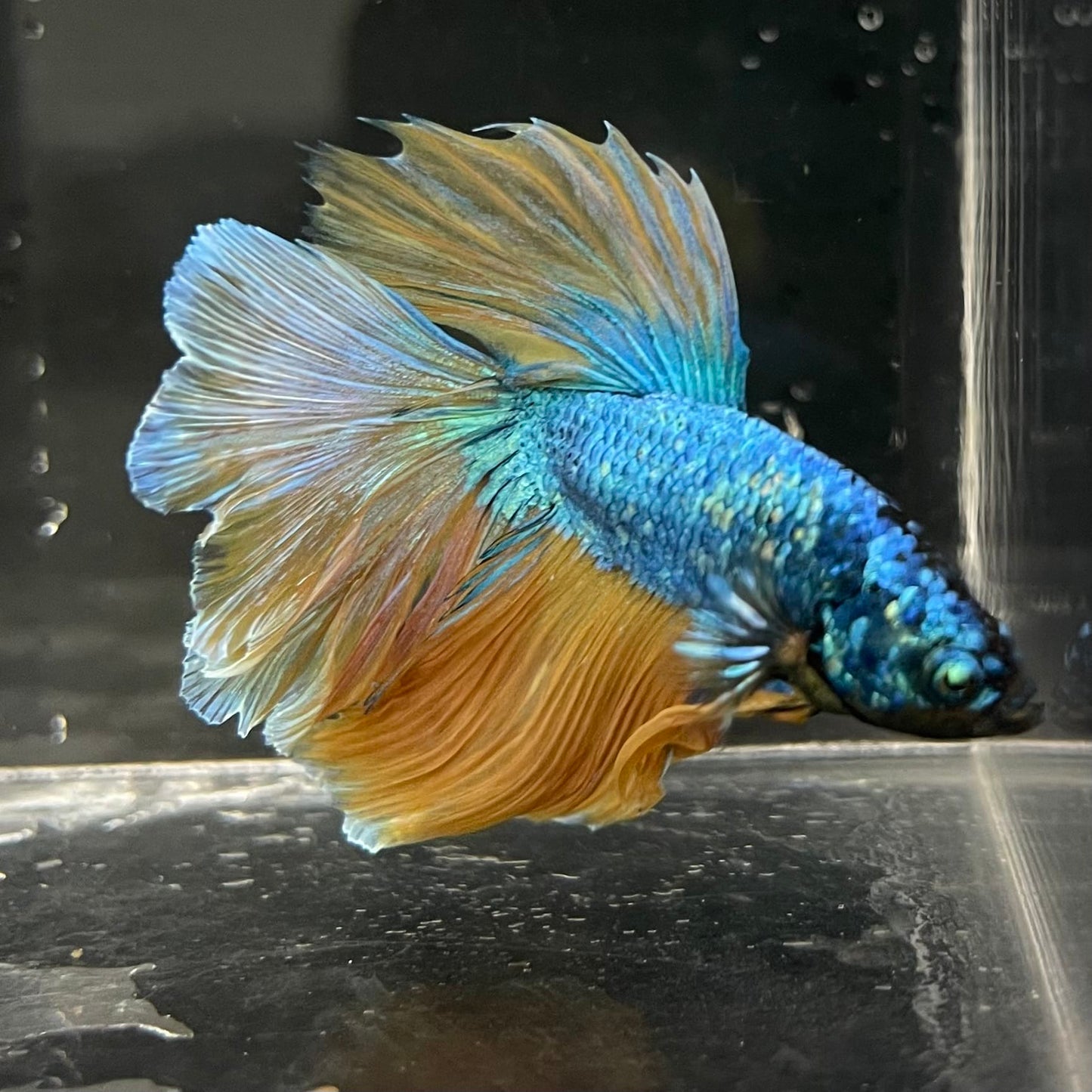 the-fish-farm Male Betta Male Betta - One Only - 13 Choose your favourite Male Betta from The Fish Farm Australia