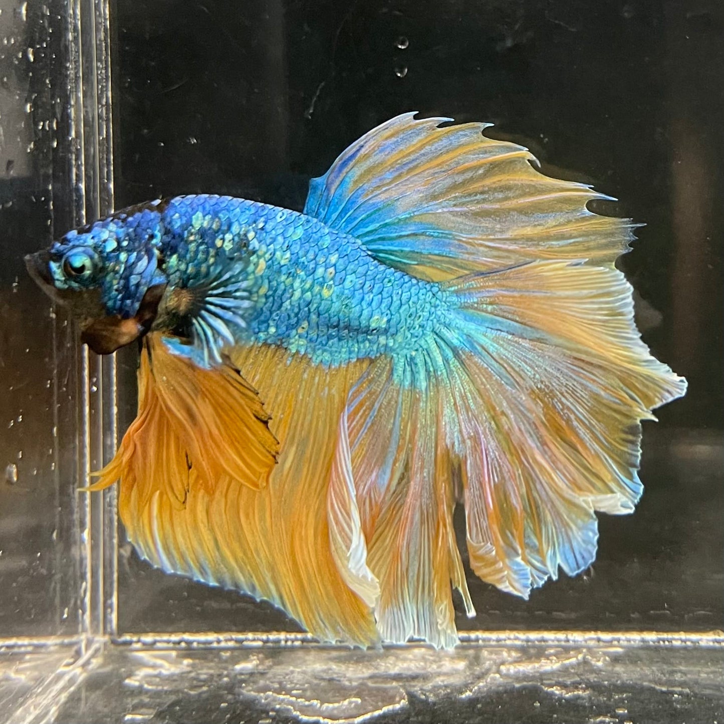 the-fish-farm Male Betta Male Betta - One Only - 13 Choose your favourite Male Betta from The Fish Farm Australia