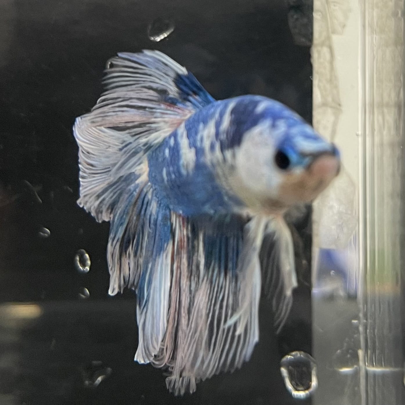 the-fish-farm Male Betta Male Betta - One Only - 13 Choose your favourite Male Betta from The Fish Farm Australia
