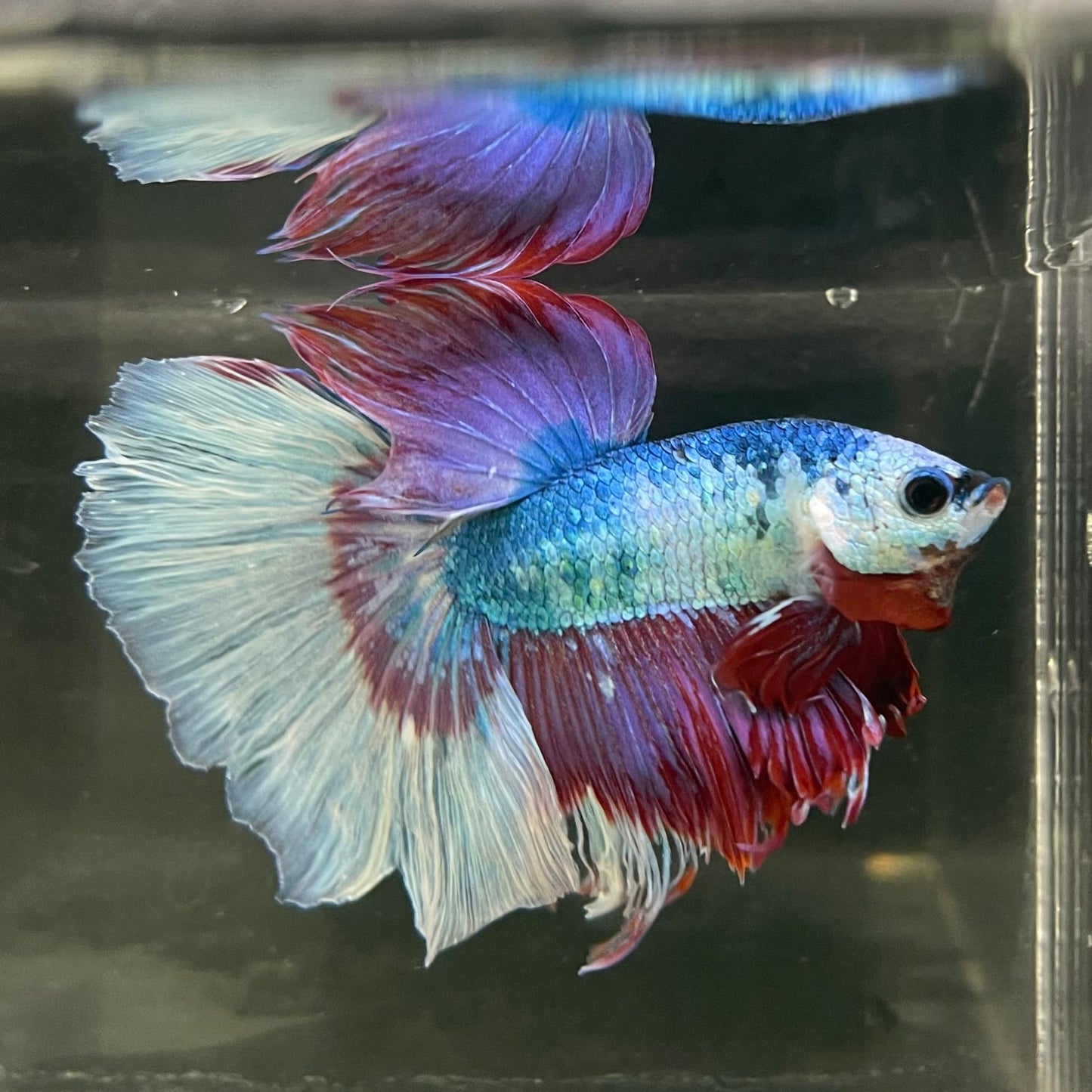 the-fish-farm Male Betta Male Betta - One Only - 13 Choose your favourite Male Betta from The Fish Farm Australia