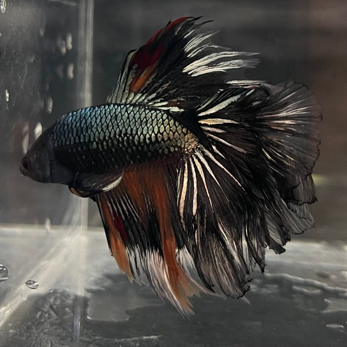 the-fish-farm Male Betta Male Betta - One Only - 13 Choose your favourite Male Betta from The Fish Farm Australia
