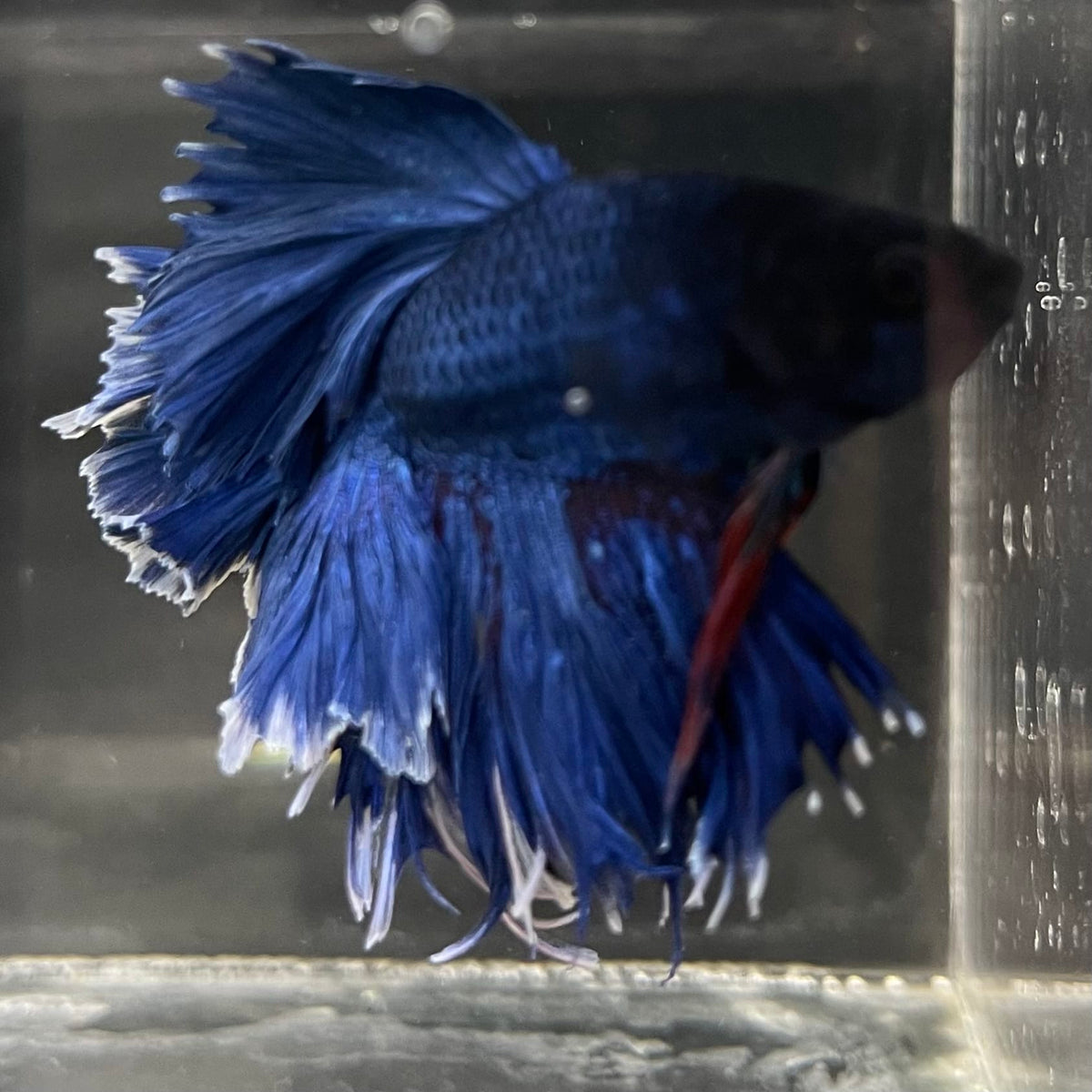 the-fish-farm Male Betta Male Betta - One Only - 13 Choose your favourite Male Betta from The Fish Farm Australia