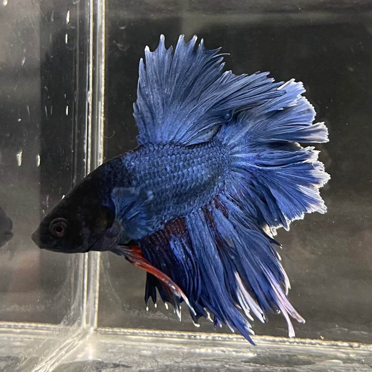 the-fish-farm Male Betta Male Betta - One Only - 13 Choose your favourite Male Betta from The Fish Farm Australia