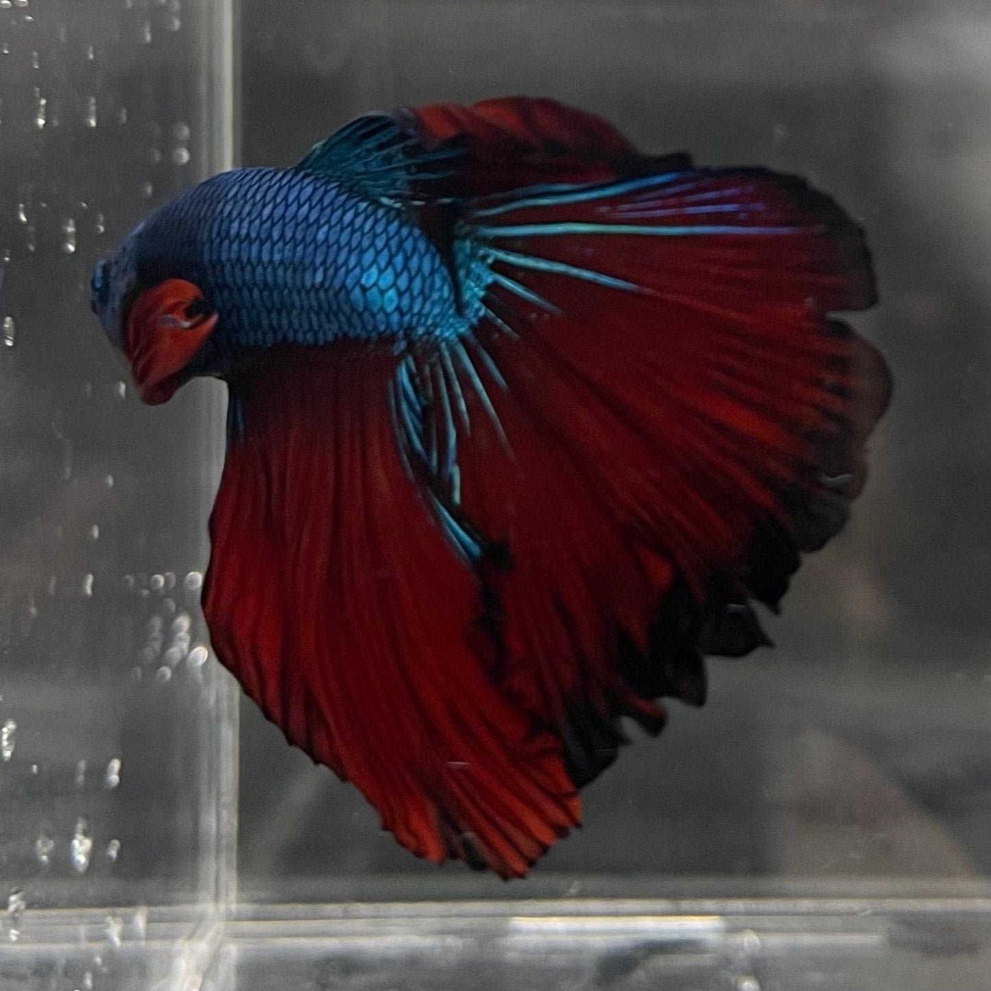 the-fish-farm Male Betta Male Betta - One Only - 14 Choose your favourite Male Betta from The Fish Farm Australia