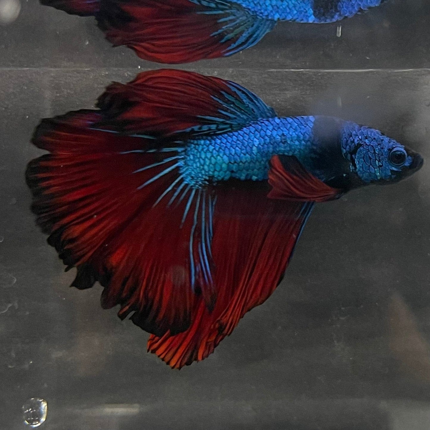 the-fish-farm Male Betta Male Betta - One Only - 14 Choose your favourite Male Betta from The Fish Farm Australia