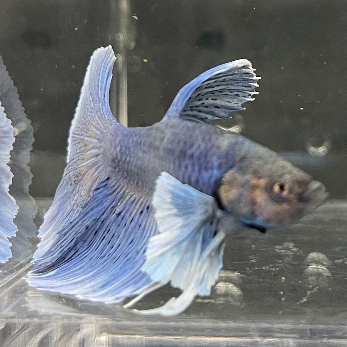 the-fish-farm Male Betta Male Betta - One Only - 14 Choose your favourite Male Betta from The Fish Farm Australia