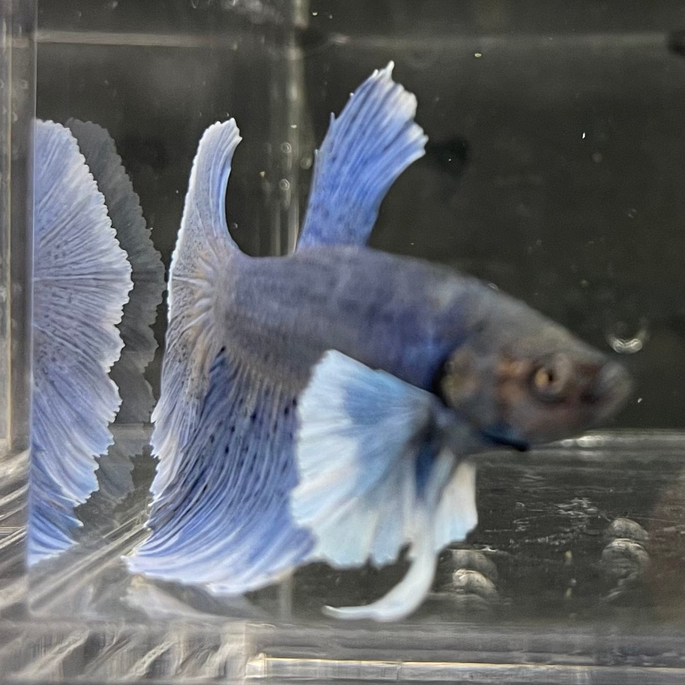 the-fish-farm Male Betta Male Betta - One Only - 14 Choose your favourite Male Betta from The Fish Farm Australia