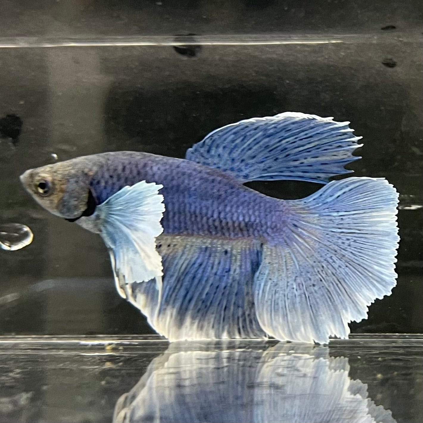 the-fish-farm Male Betta Male Betta - One Only - 14 Choose your favourite Male Betta from The Fish Farm Australia