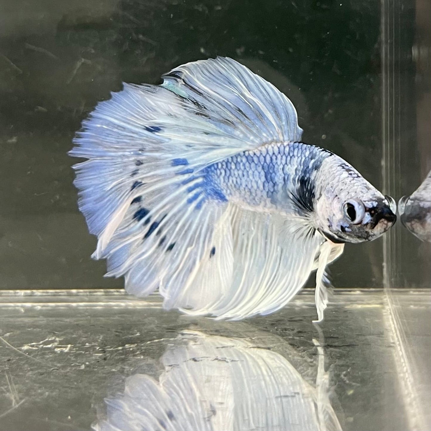 the-fish-farm Male Betta Male Betta - One Only - 14 Choose your favourite Male Betta from The Fish Farm Australia