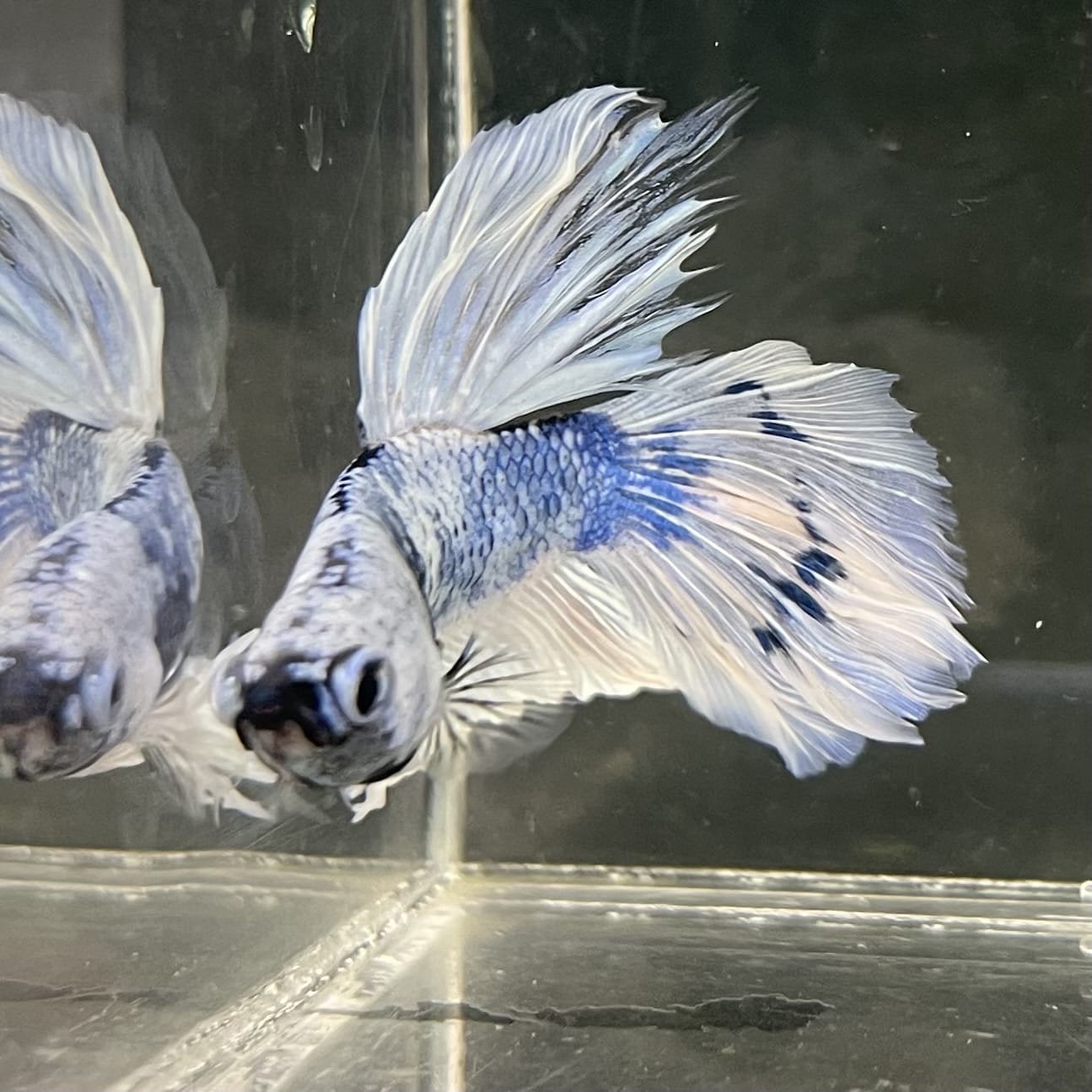 the-fish-farm Male Betta Male Betta - One Only - 14 Choose your favourite Male Betta from The Fish Farm Australia