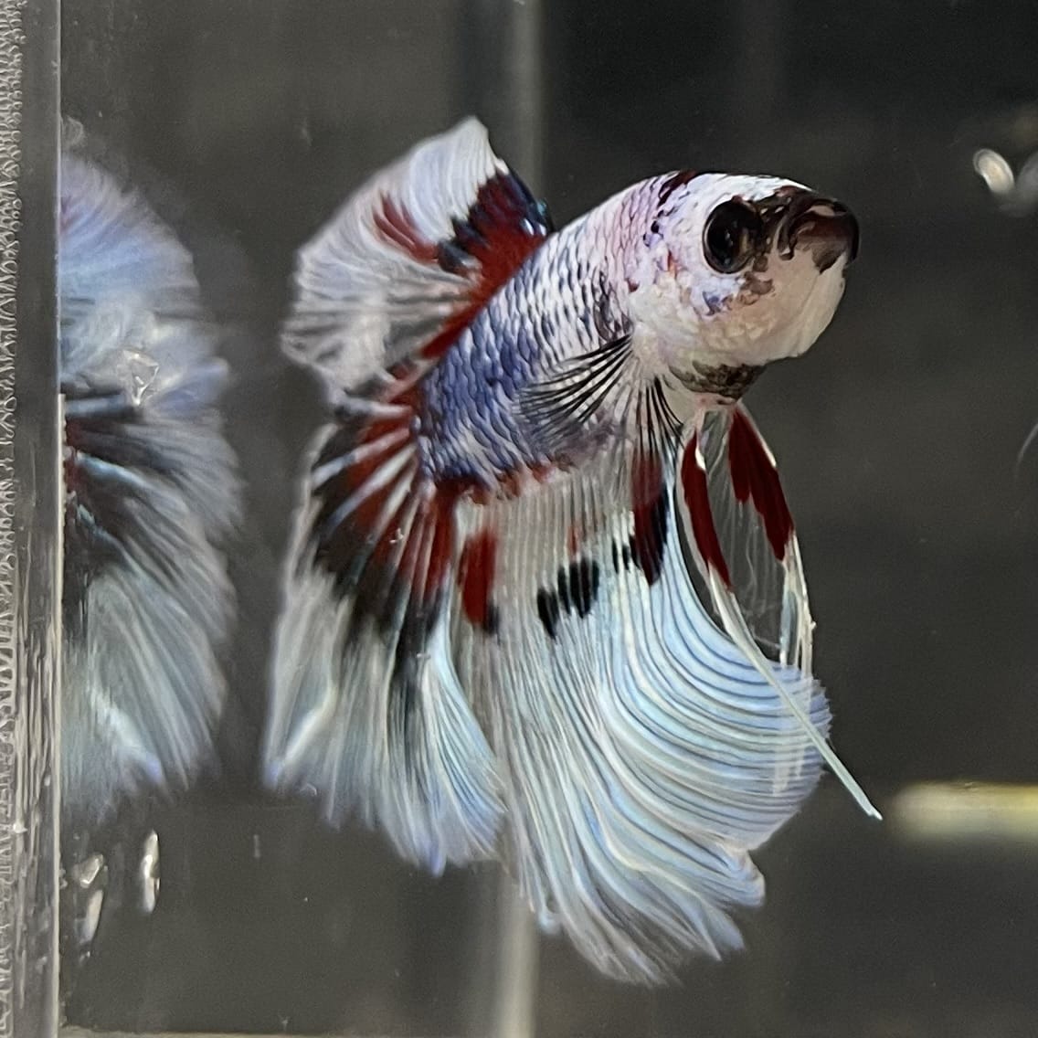 the-fish-farm Male Betta Male Betta - One Only - 14 Choose your favourite Male Betta from The Fish Farm Australia