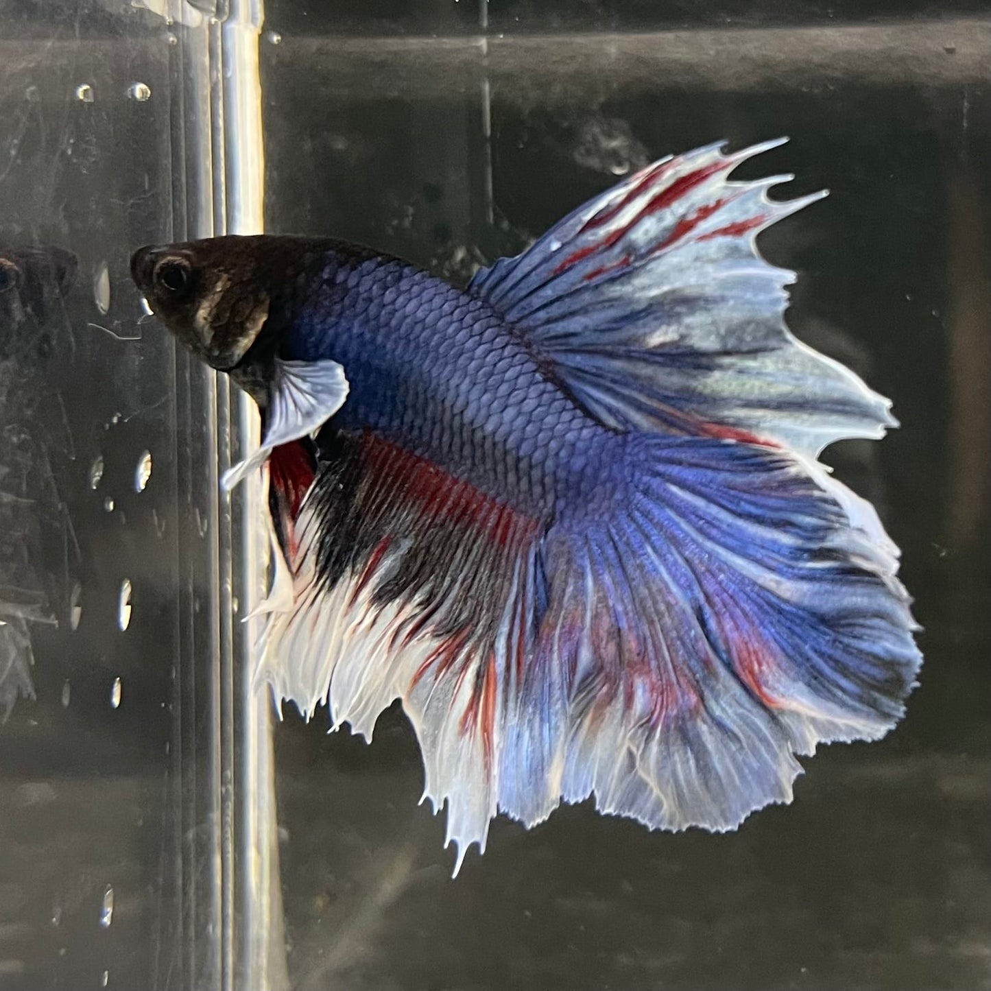 the-fish-farm Male Betta Male Betta - One Only - 14 Choose your favourite Male Betta from The Fish Farm Australia