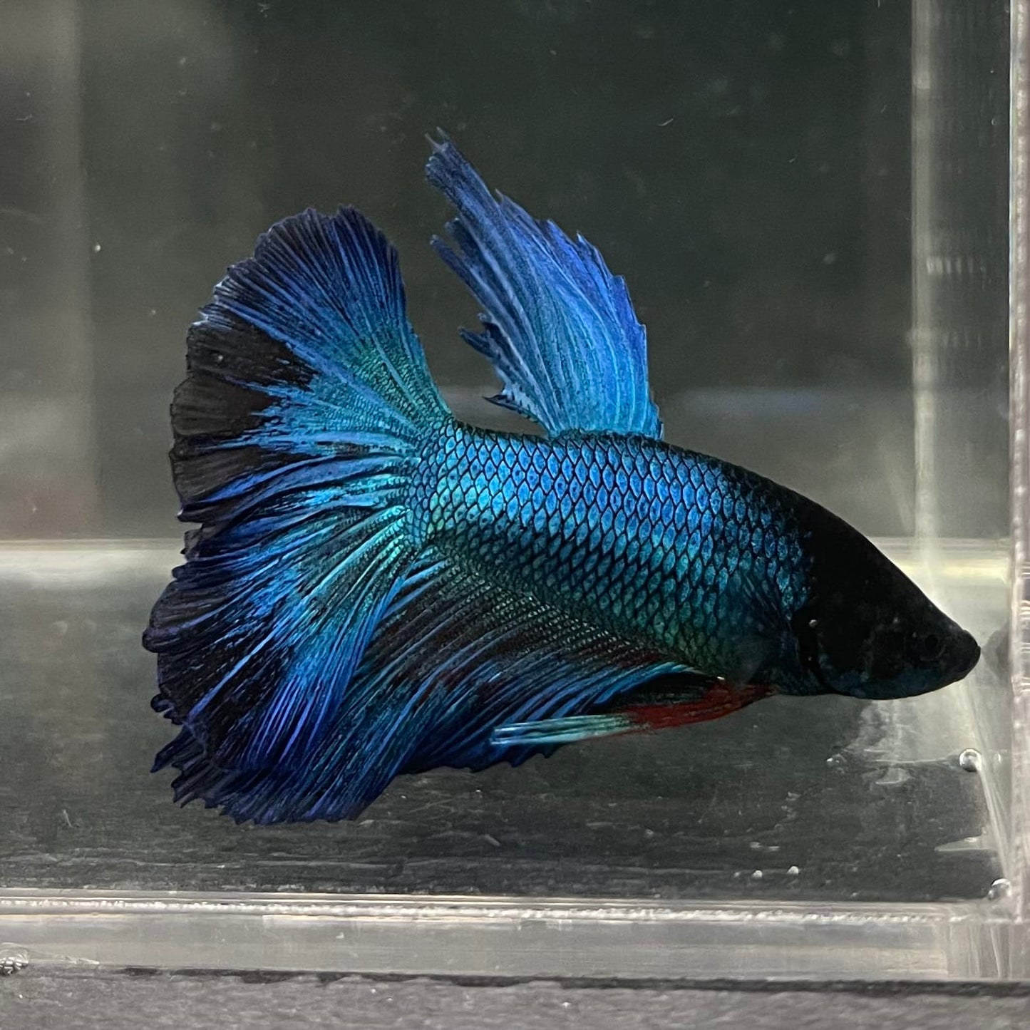 the-fish-farm Male Betta Male Betta - One Only - 14 Choose your favourite Male Betta from The Fish Farm Australia
