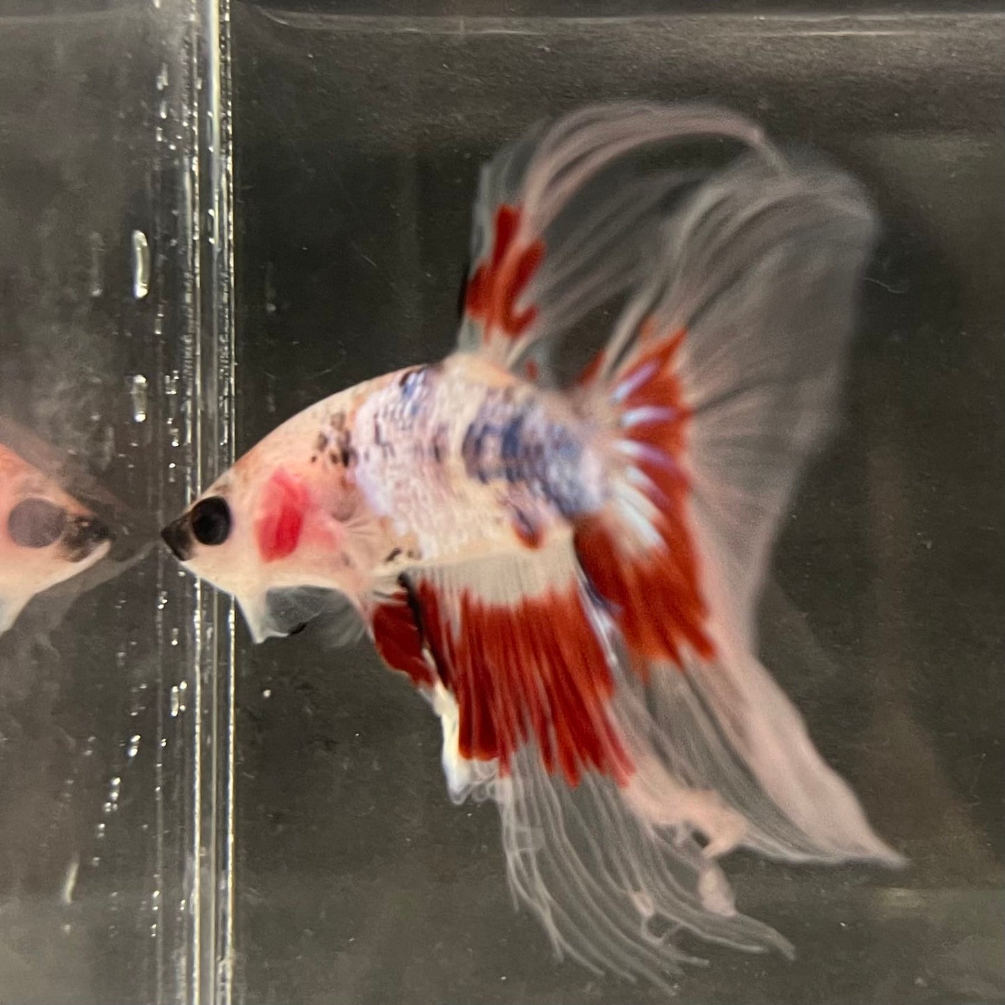 the-fish-farm Male Betta Male Betta - One Only - 14 Choose your favourite Male Betta from The Fish Farm Australia