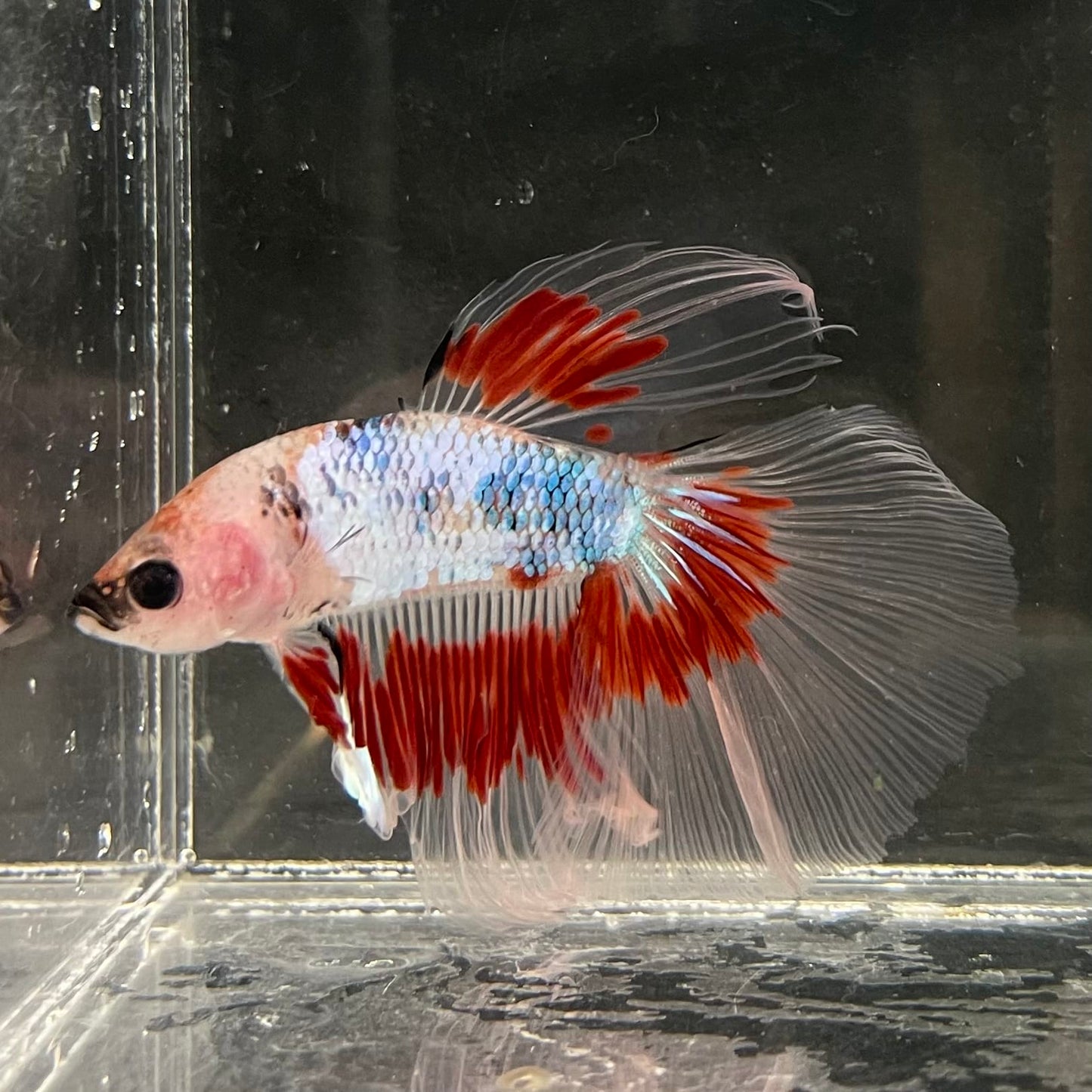 the-fish-farm Male Betta Male Betta - One Only - 14 Choose your favourite Male Betta from The Fish Farm Australia