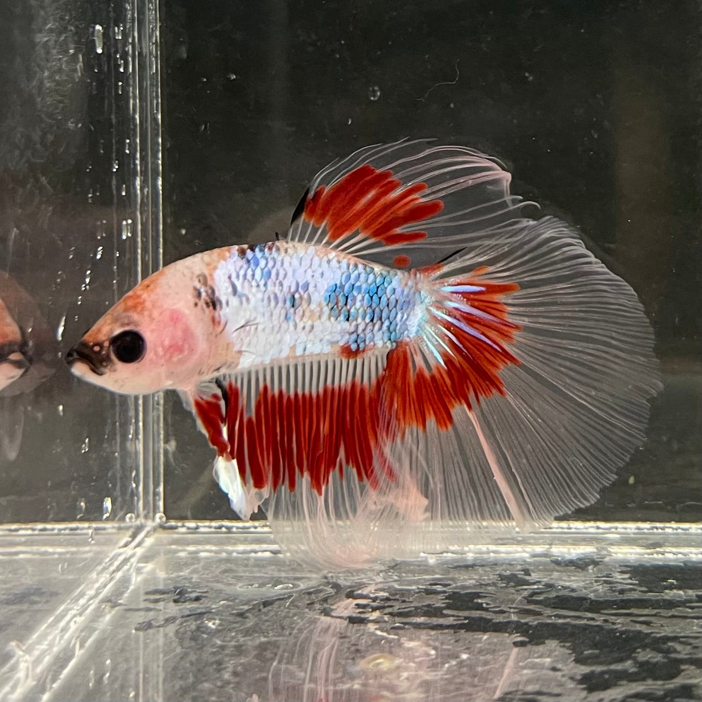the-fish-farm Male Betta Male Betta - One Only - 14 Choose your favourite Male Betta from The Fish Farm Australia