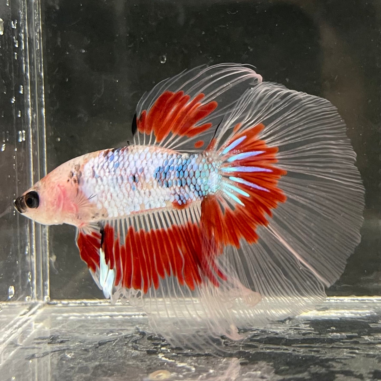 the-fish-farm Male Betta Male Betta - One Only - 14 Choose your favourite Male Betta from The Fish Farm Australia