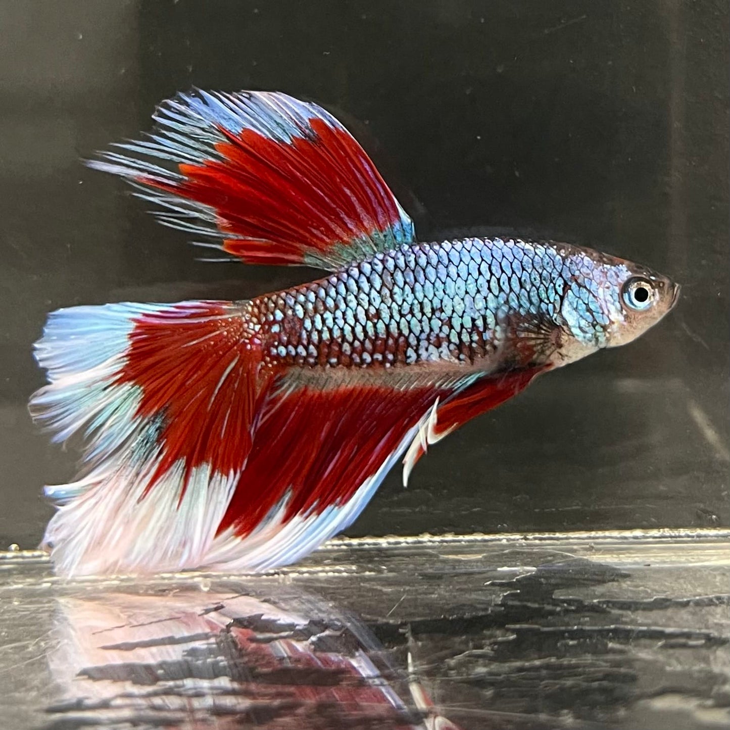 the-fish-farm Male Betta Male Betta - One Only - 14 Choose your favourite Male Betta from The Fish Farm Australia
