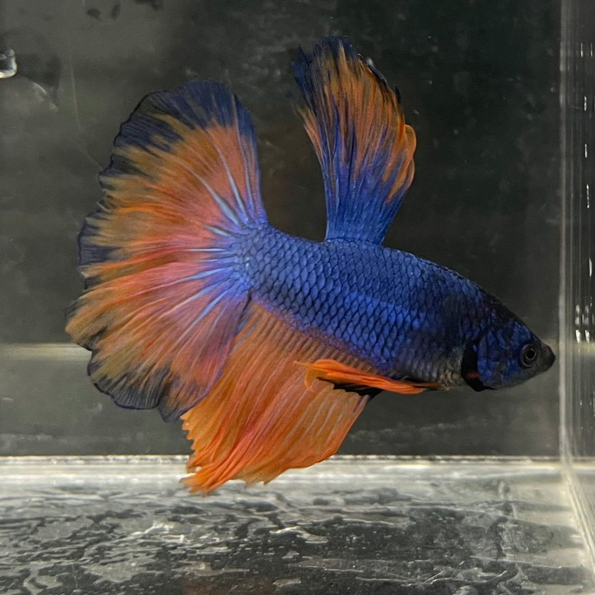 the-fish-farm Male Betta Male Betta - One Only - 14 Choose your favourite Male Betta from The Fish Farm Australia