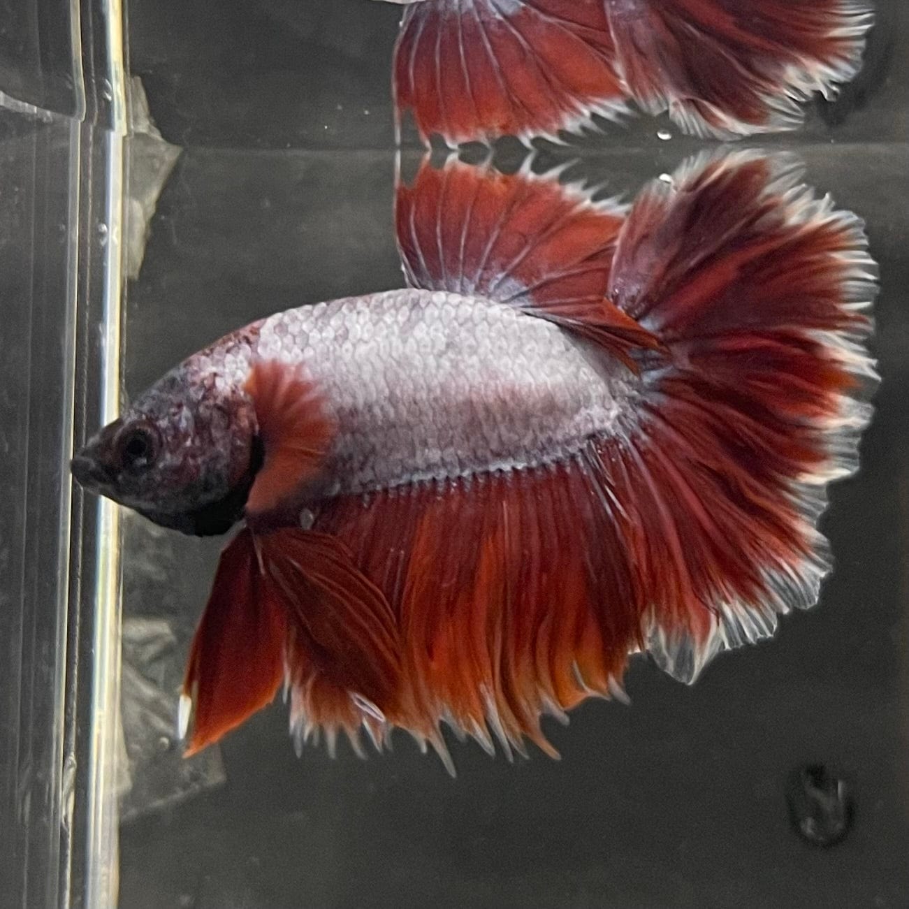 the-fish-farm Male Betta Male Betta - One Only - 15 Choose your favourite Male Betta from The Fish Farm Australia