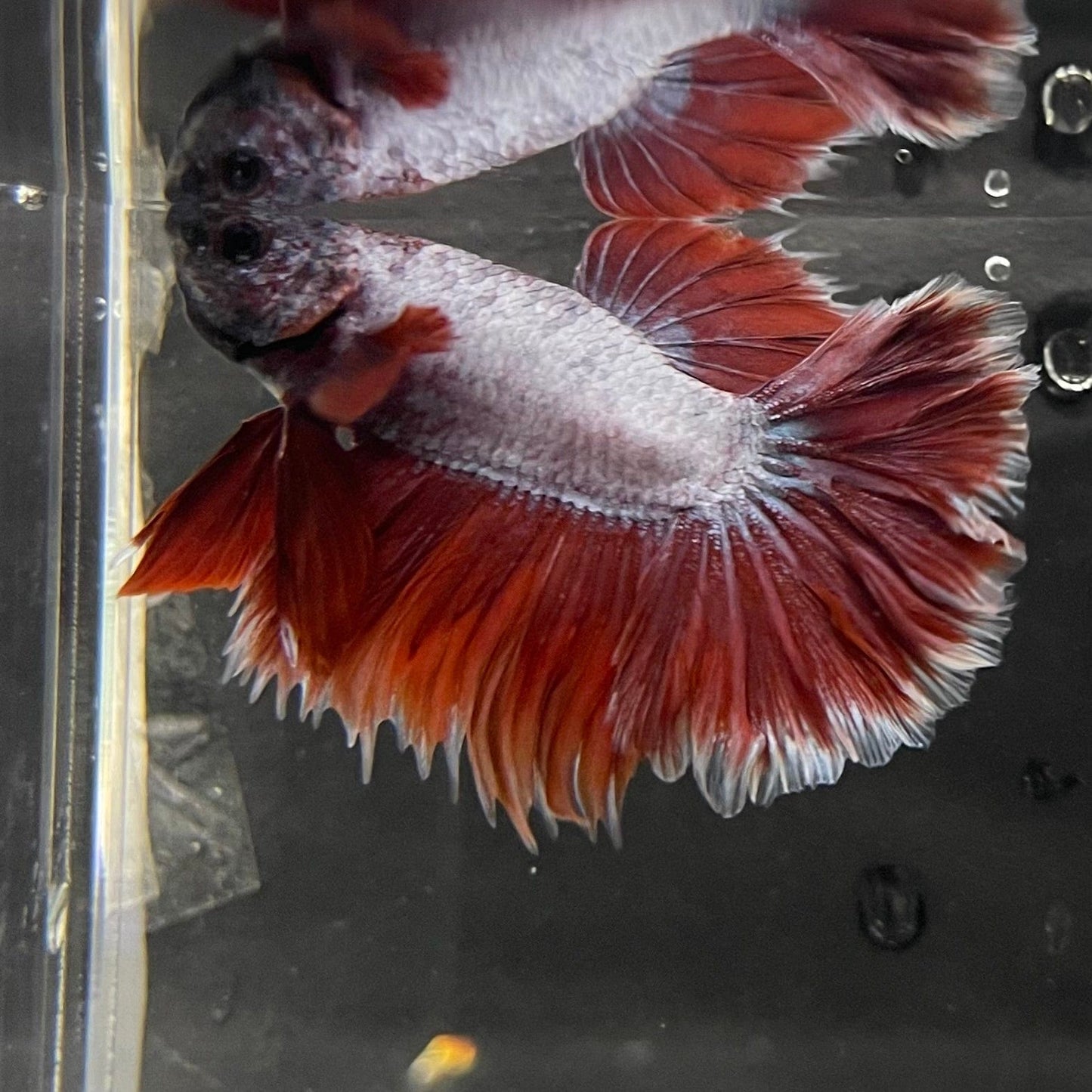 the-fish-farm Male Betta Male Betta - One Only - 15 Choose your favourite Male Betta from The Fish Farm Australia