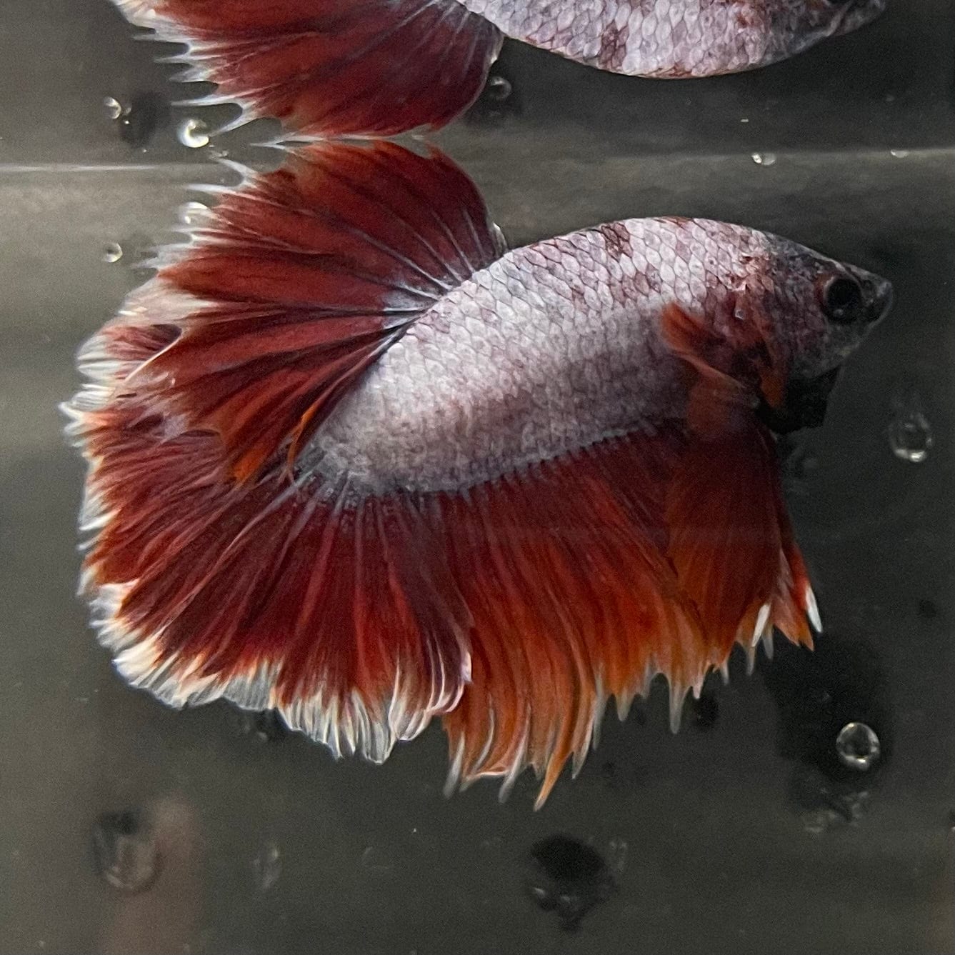 the-fish-farm Male Betta Male Betta - One Only - 15 Choose your favourite Male Betta from The Fish Farm Australia