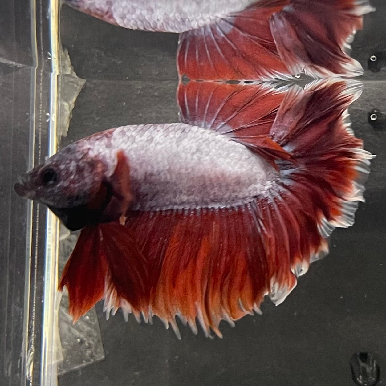 the-fish-farm Male Betta Male Betta - One Only - 15 Choose your favourite Male Betta from The Fish Farm Australia