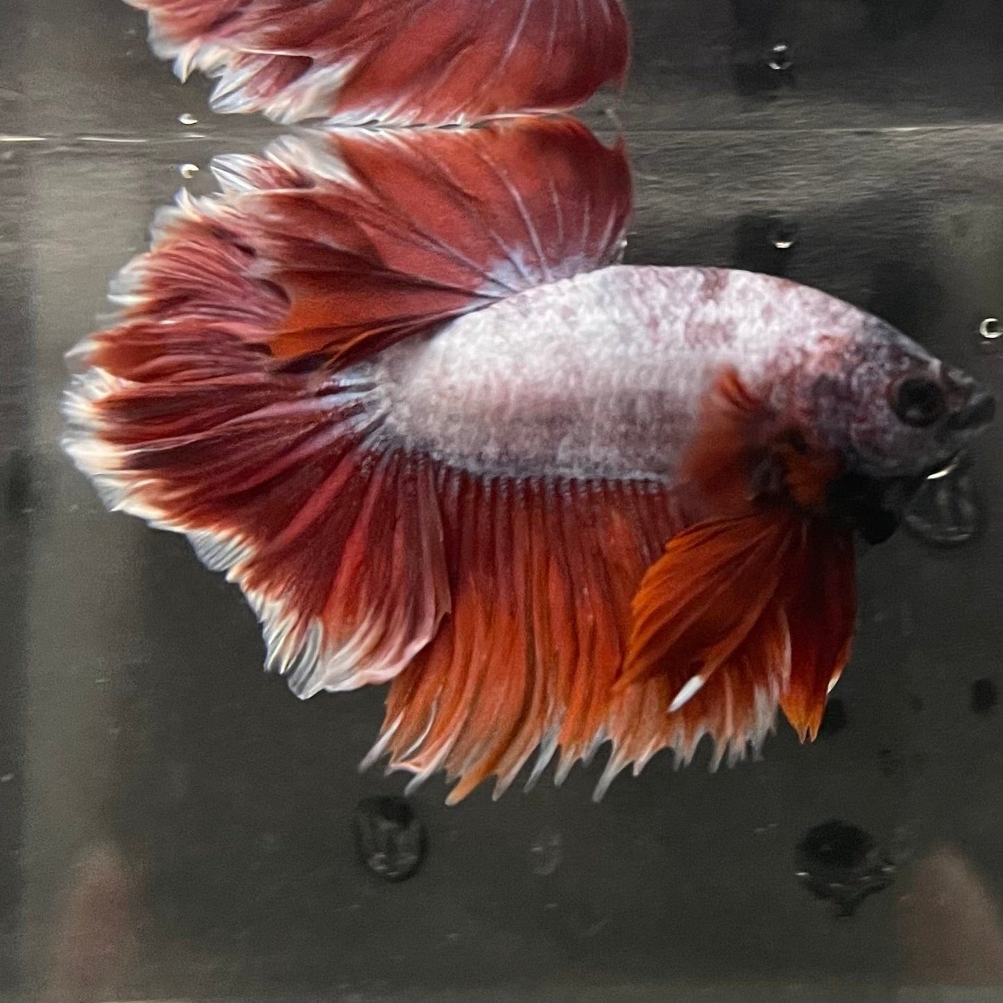 the-fish-farm Male Betta Male Betta - One Only - 15 Choose your favourite Male Betta from The Fish Farm Australia