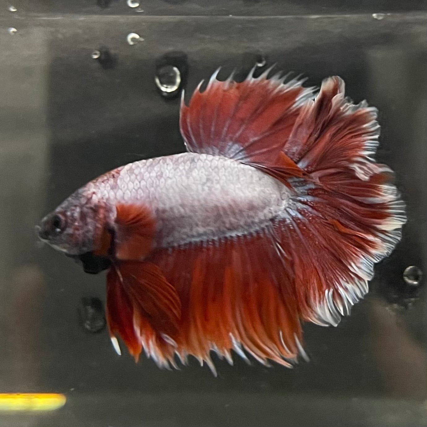 the-fish-farm Male Betta Male Betta - One Only - 15 Choose your favourite Male Betta from The Fish Farm Australia