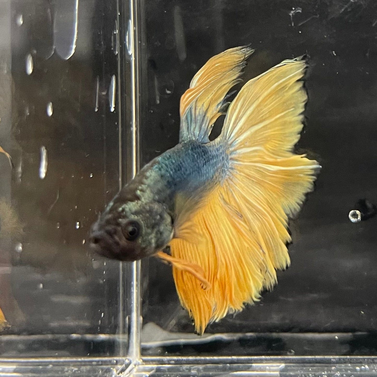 the-fish-farm Male Betta Male Betta - One Only - 15 Choose your favourite Male Betta from The Fish Farm Australia