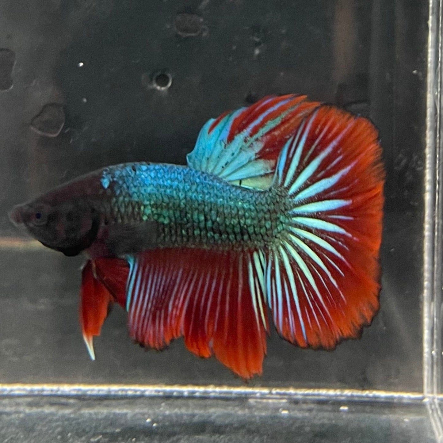 the-fish-farm Male Betta Male Betta - One Only - 15 Choose your favourite Male Betta from The Fish Farm Australia