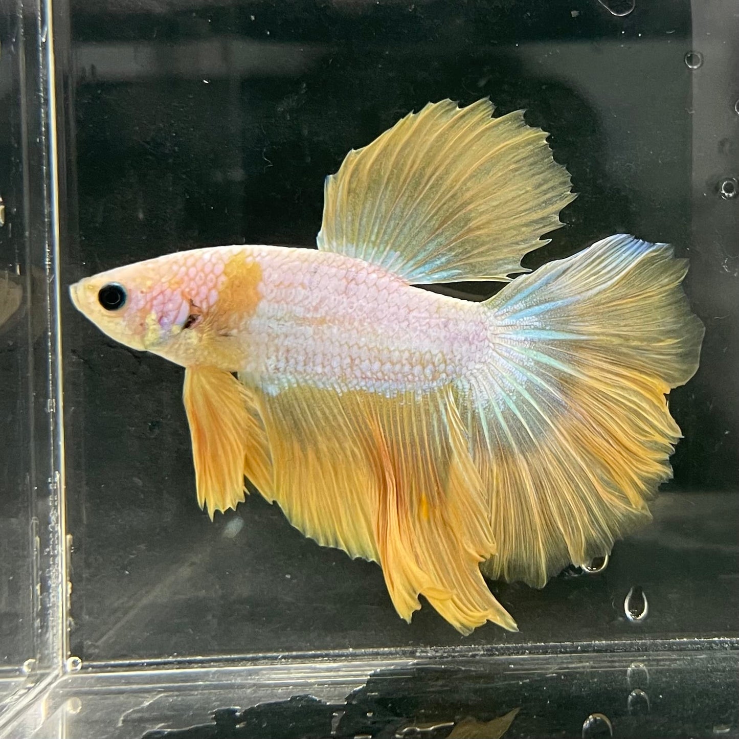 the-fish-farm Male Betta Male Betta - One Only - 15 Choose your favourite Male Betta from The Fish Farm Australia