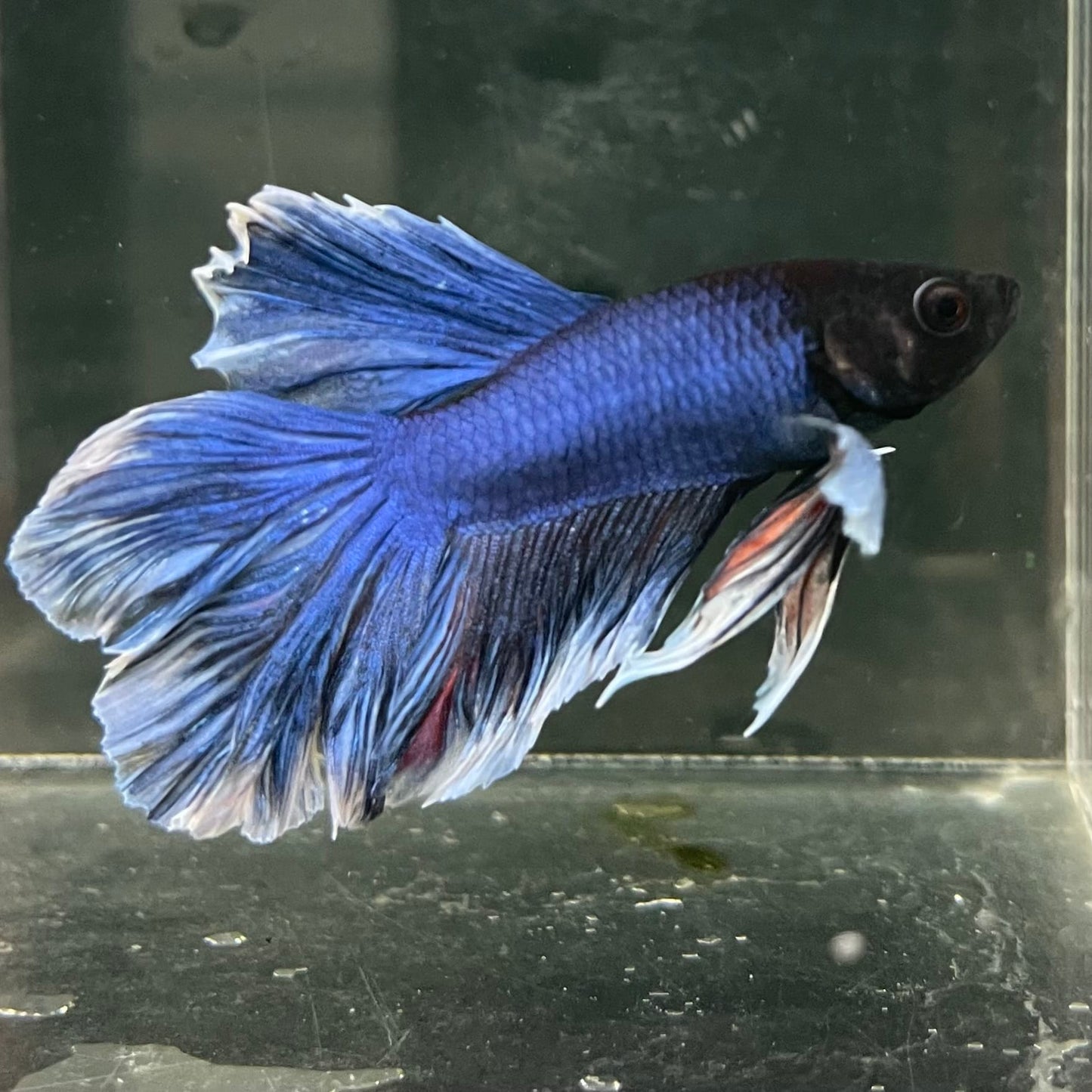 the-fish-farm Male Betta Male Betta - One Only - 15 Choose your favourite Male Betta from The Fish Farm Australia