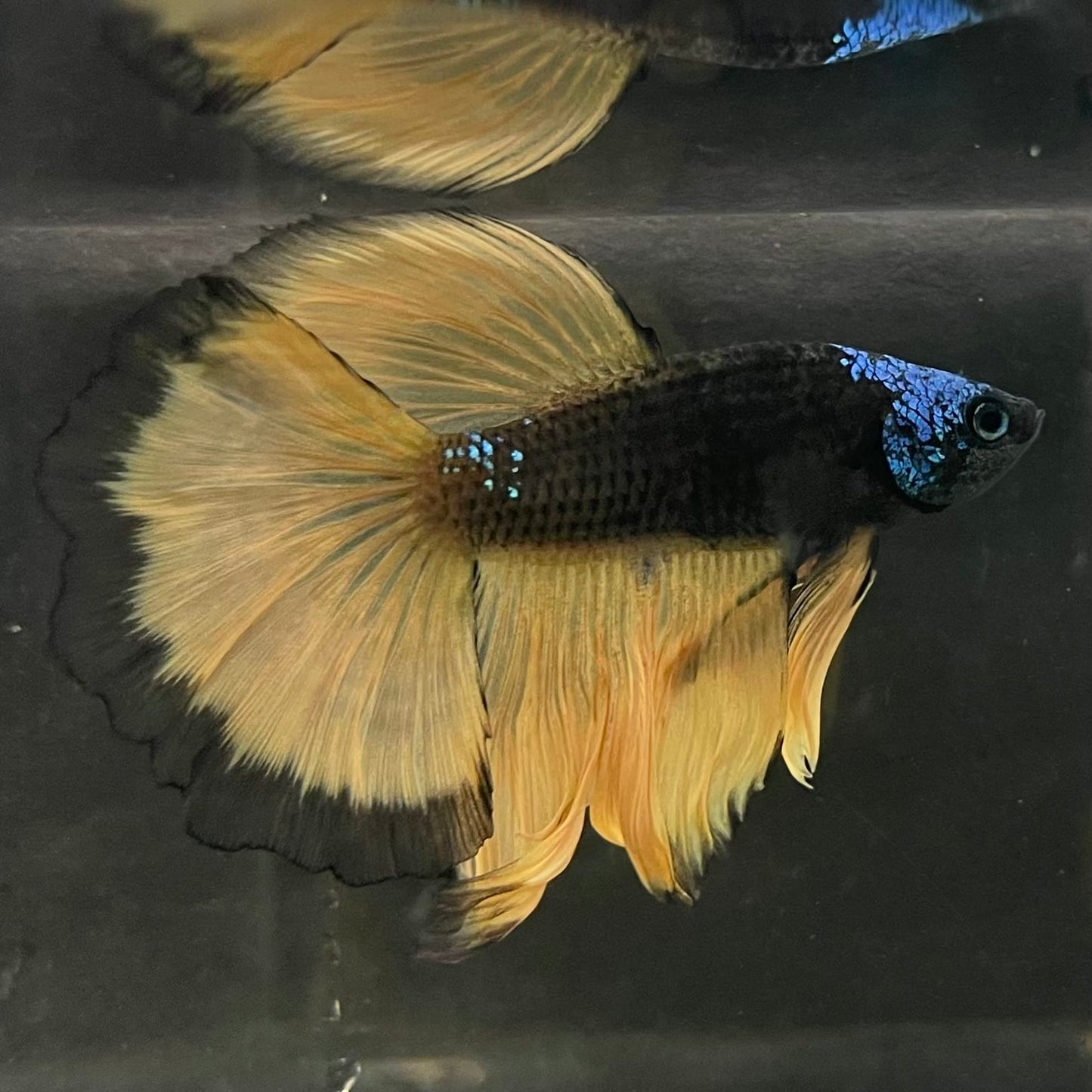 the-fish-farm Male Betta Male Betta - One Only - 15 Choose your favourite Male Betta from The Fish Farm Australia