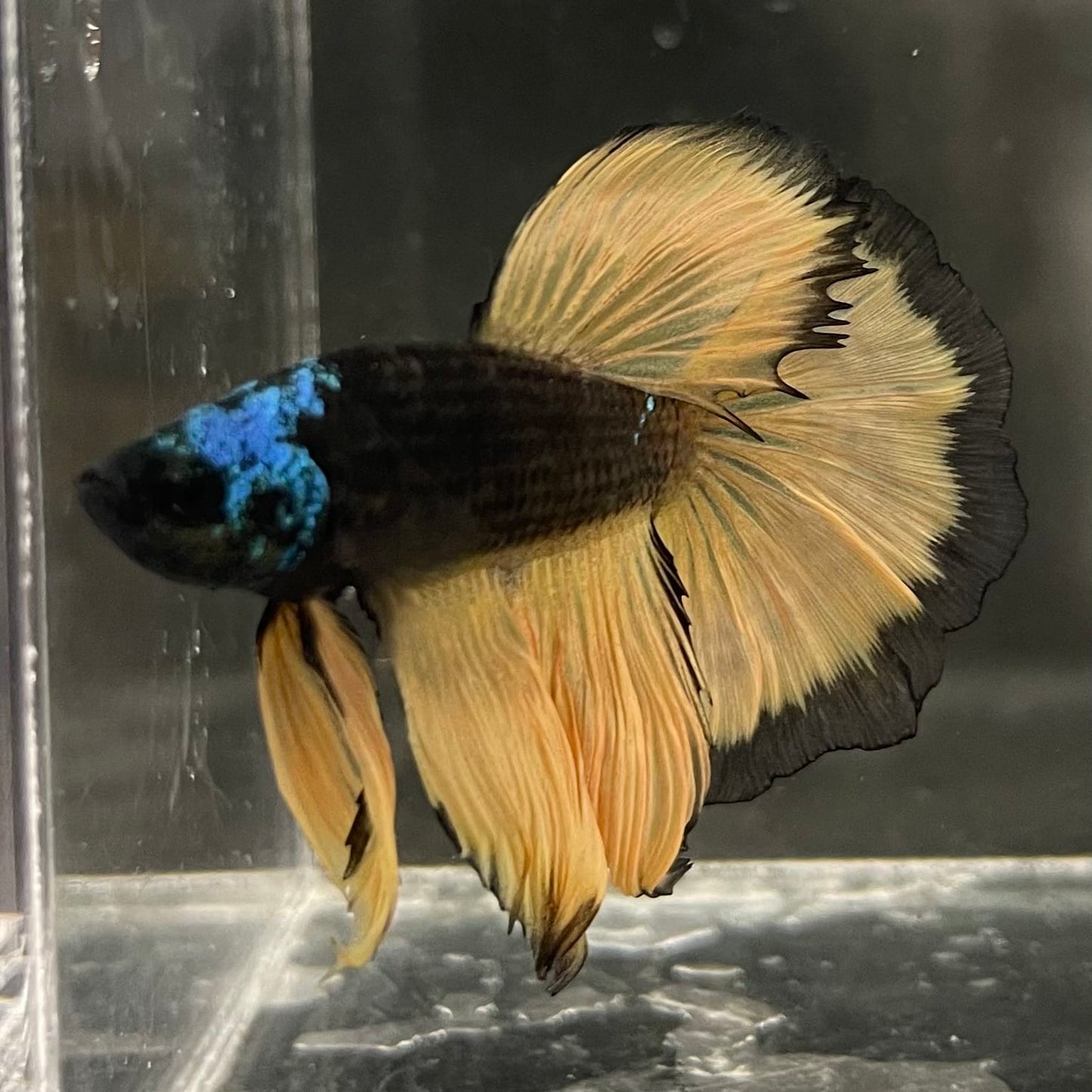 the-fish-farm Male Betta Male Betta - One Only - 15 Choose your favourite Male Betta from The Fish Farm Australia