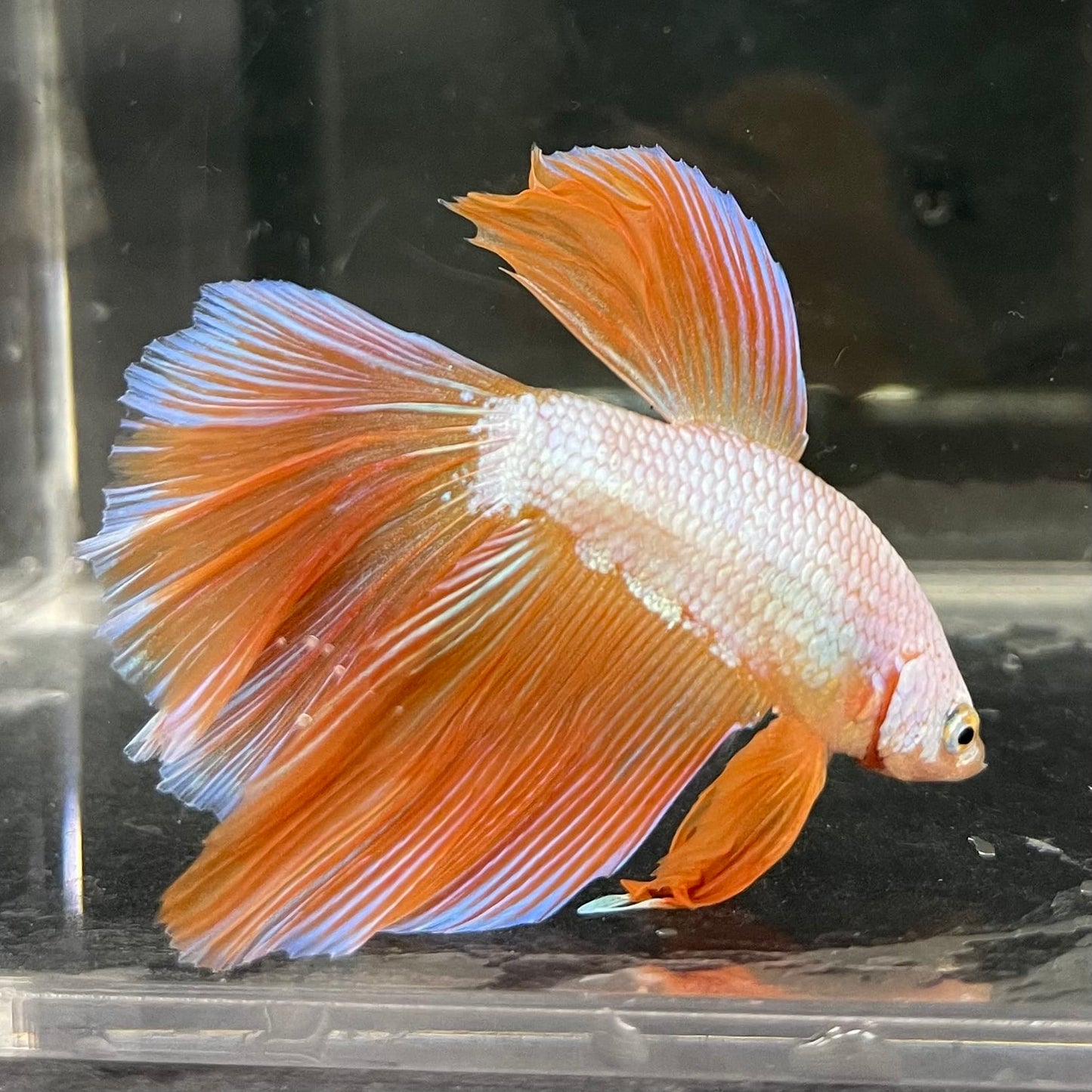 the-fish-farm Male Betta Male Betta - One Only - 15 Choose your favourite Male Betta from The Fish Farm Australia