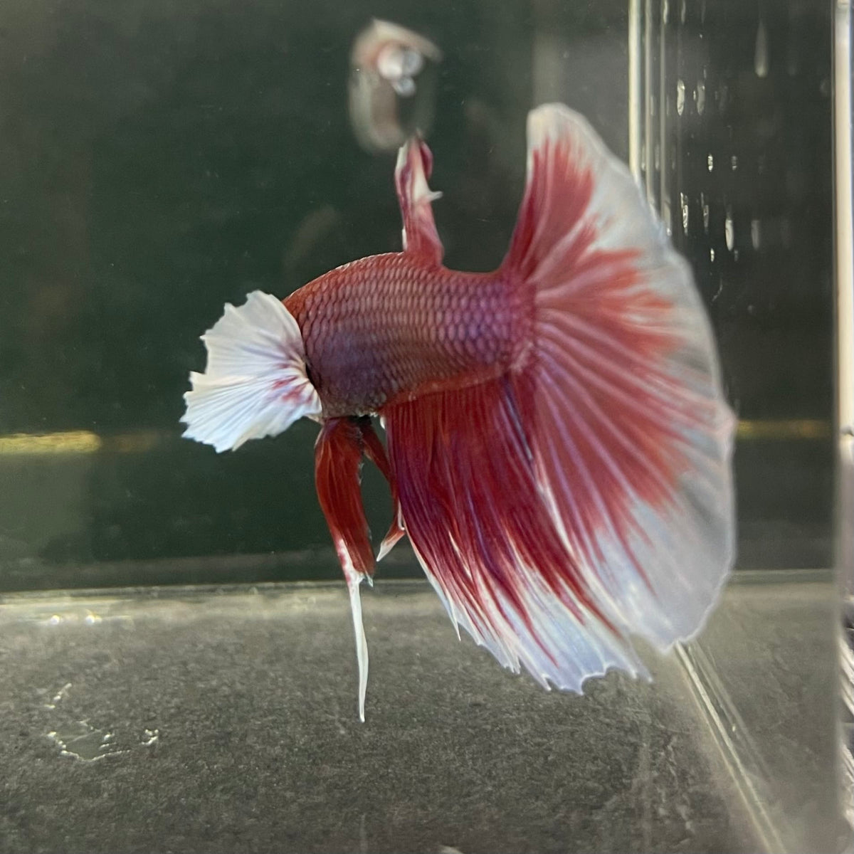 the-fish-farm Male Betta Male Betta - One Only - 15 Choose your favourite Male Betta from The Fish Farm Australia