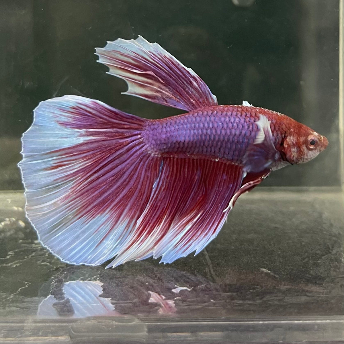the-fish-farm Male Betta Male Betta - One Only - 15 Choose your favourite Male Betta from The Fish Farm Australia
