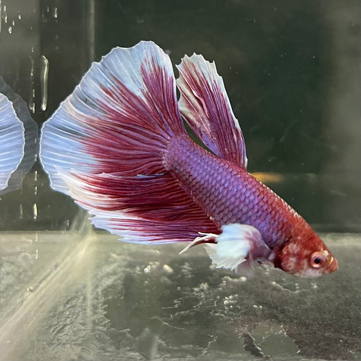 the-fish-farm Male Betta Male Betta - One Only - 15 Choose your favourite Male Betta from The Fish Farm Australia