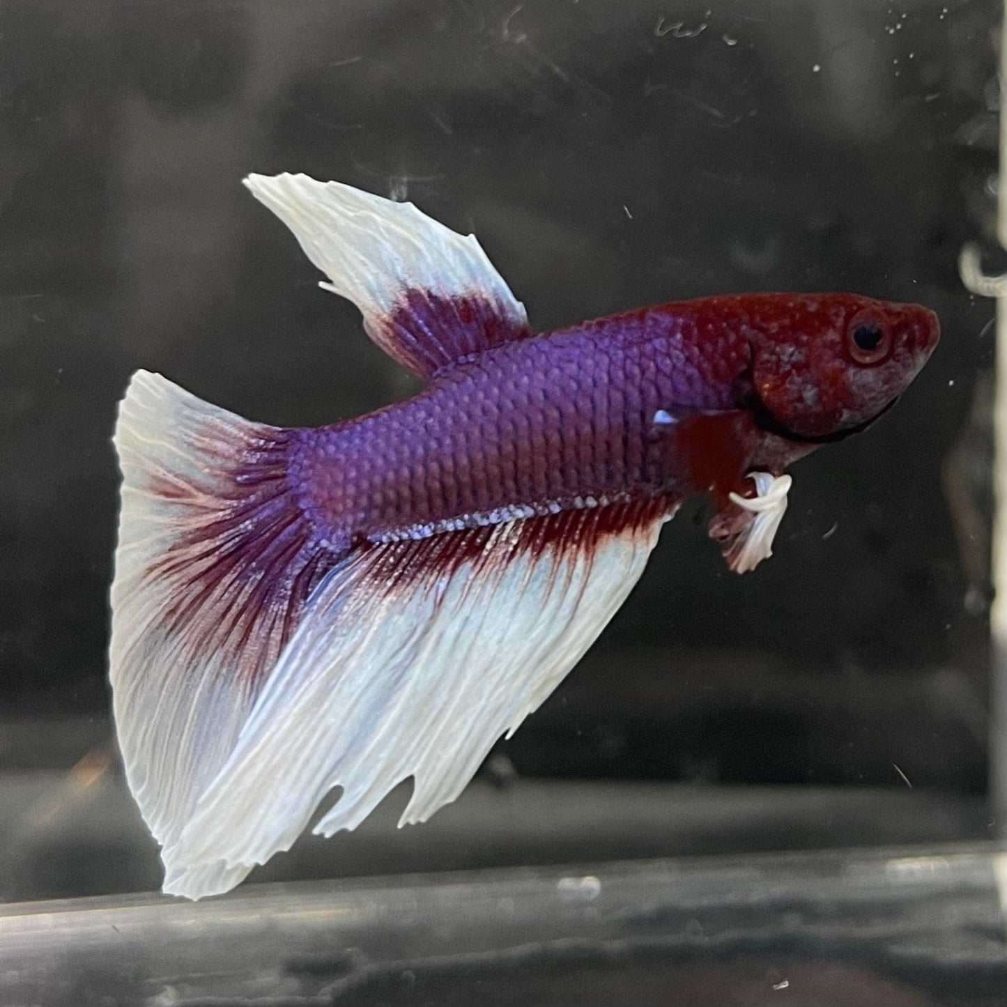 the-fish-farm Male Betta Male Betta - One Only - 16 Choose your favourite Male Betta from The Fish Farm Australia