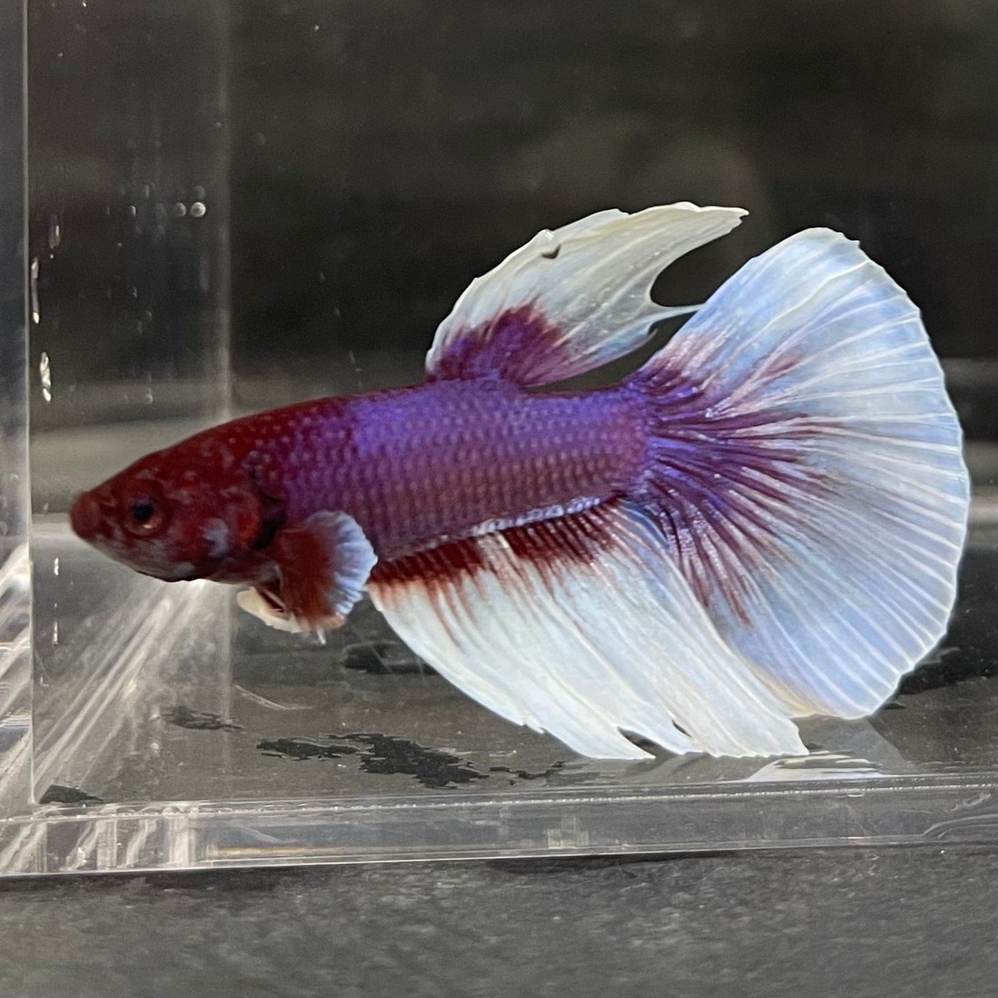 the-fish-farm Male Betta Male Betta - One Only - 16 Choose your favourite Male Betta from The Fish Farm Australia