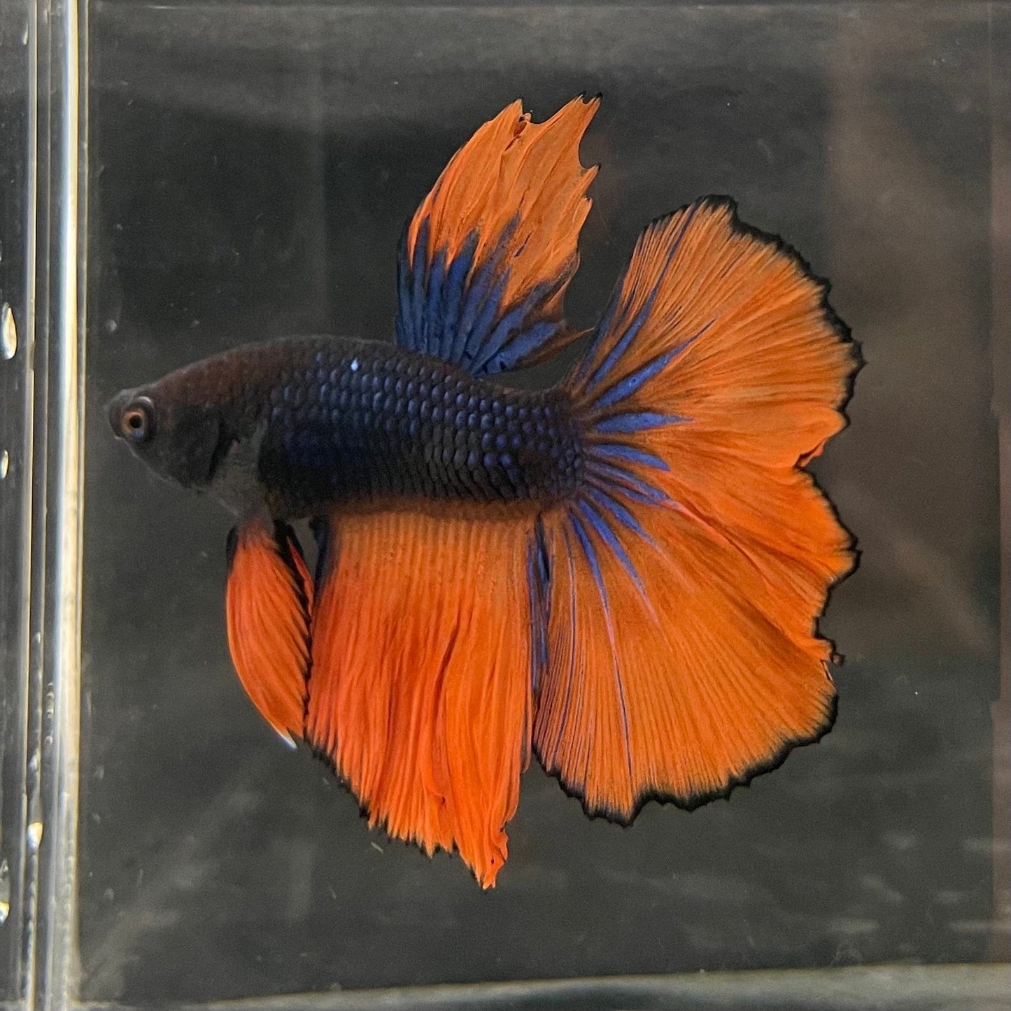 the-fish-farm Male Betta Male Betta - One Only - 16 Choose your favourite Male Betta from The Fish Farm Australia