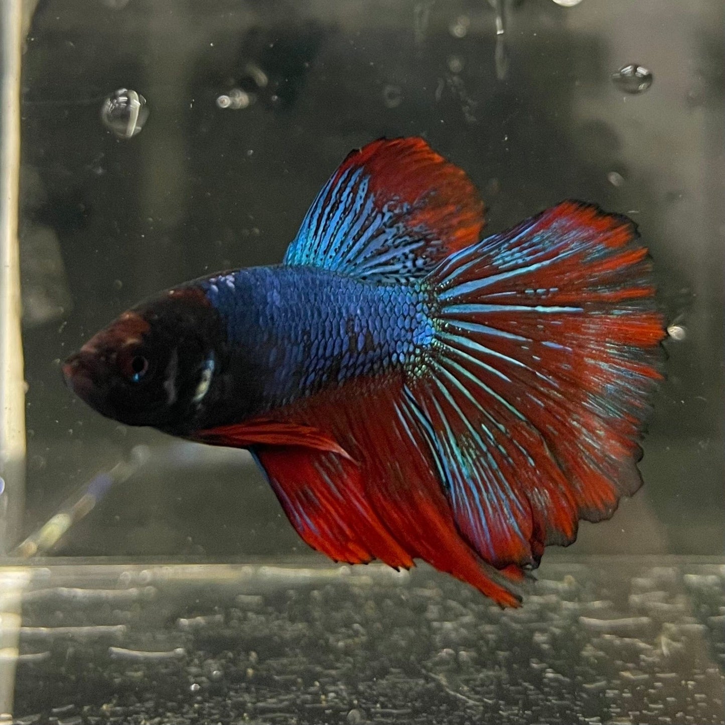 the-fish-farm Male Betta Male Betta - One Only - 16 Choose your favourite Male Betta from The Fish Farm Australia